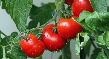 Zvyšujeme výnos rajčat: provádíme červnové ošetření